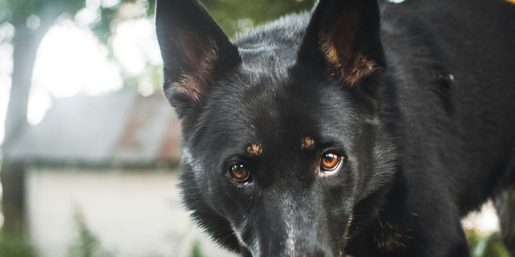 a black dog with brown eyes