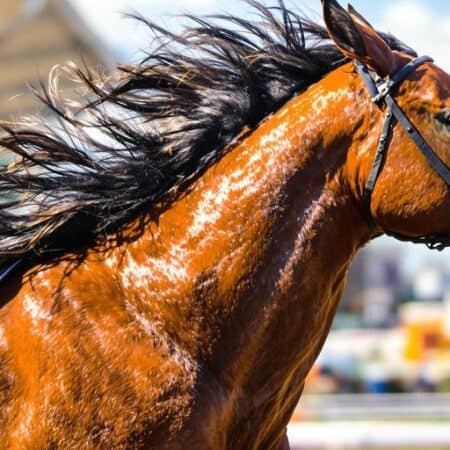 Mastering the Art of Betting on Horse Racing: A Comprehensive Guide