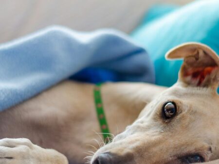 The Ethical Debate Surrounding Greyhound Race