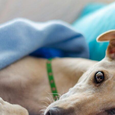 The Ethical Debate Surrounding Greyhound Race